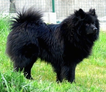 A fluffy black Giant German Spitz is standing outside in tall grass.